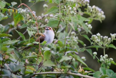 Yellow Eyed Babbler