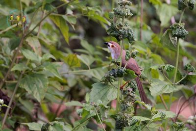 Yellow Eyed Babbler