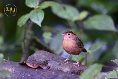 Brown-capped Babbler