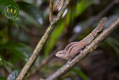 Sri Lankan Dusky-Stripped Squirrel