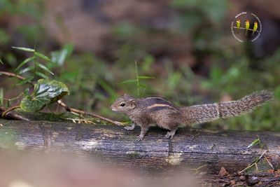 Sri Lankan Dusky-Stripped Squirrel