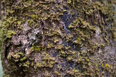 Hollow-snouted Shrub Frog