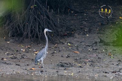 Great-billed Heron