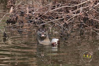 Smooth-coated Otter