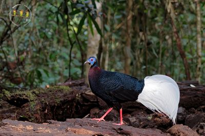 Bulwer's Pheasant