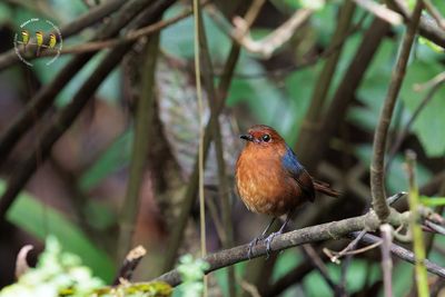 Bornean Shortwing