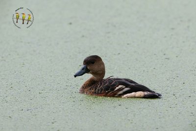 Wandering Whistling Duck