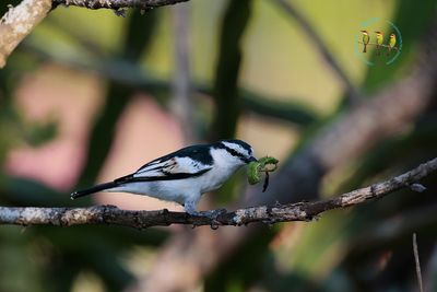 Pied Triller