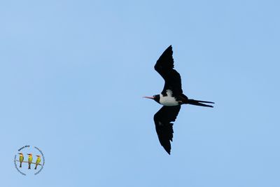 Christmas Island Frigatebird