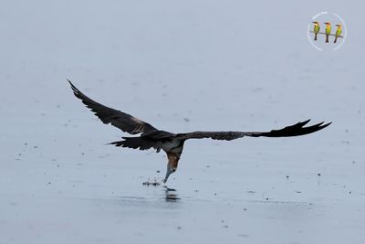 Lesser Frigatebird
