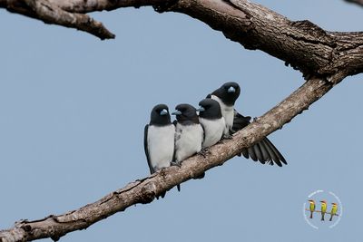 White Breasted Woodswallow