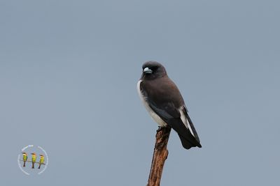 White Breasted Woodswallow