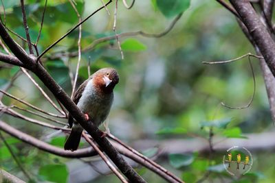 Brown Barbet