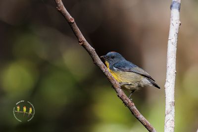 Yellow-rumped Flowerpecker