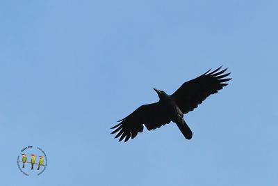 Sunda Crow