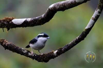 White-browed Shrike-babbler