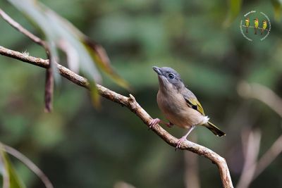 White-browed Shrike-babbler