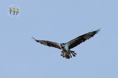 Ospreys
