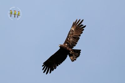 Black Eagle