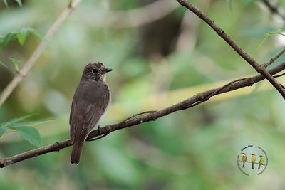 Blue-and-white Flycatcher