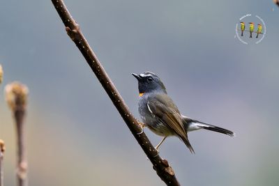 Rufous-gorgeted Flycatcher