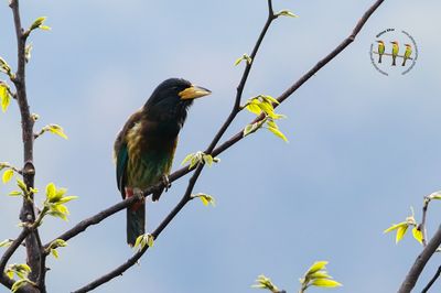 Great Barbet