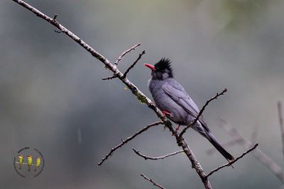 Black Bulbul