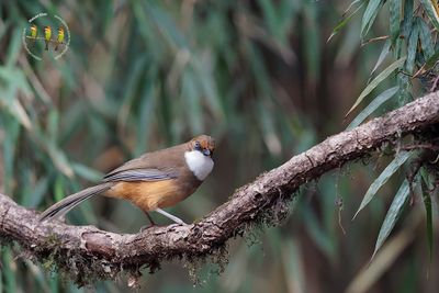 White-throated Laughingthrush