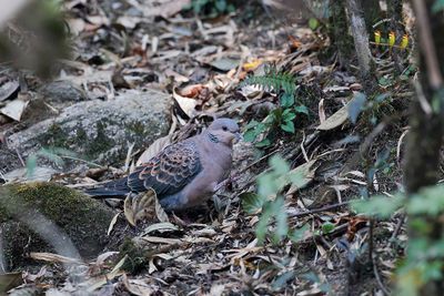 Oriental Turtle-Dove