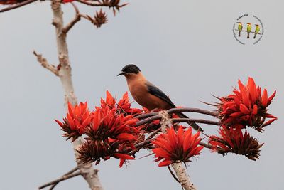 Rufous Sibia