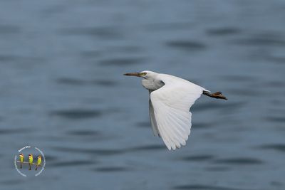 Pacific Reef Heron