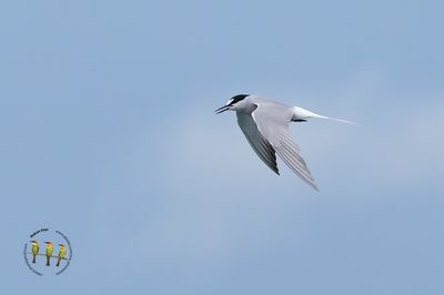 Aleutian Tern