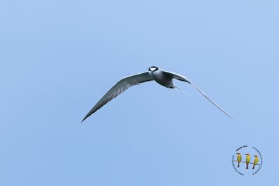 _62A8406.jpg