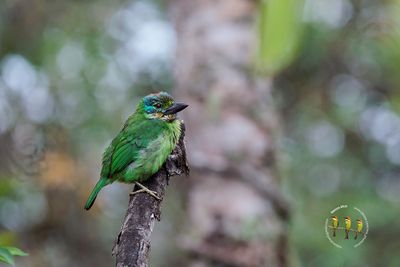 Mountain Barbet