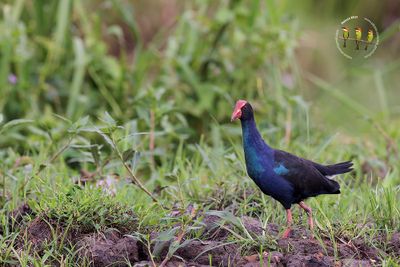 Black-backed Swamphen