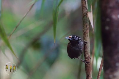 White-necked Babbler