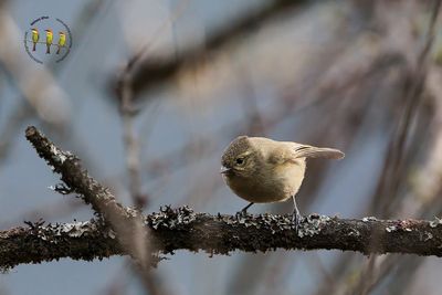 Yellow-browed Tit