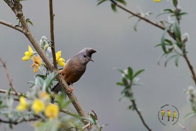 Stripe-throated Yuhina