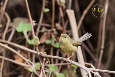 Aberrant Bush Warbler