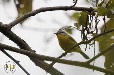 Gray-hooded Warbler