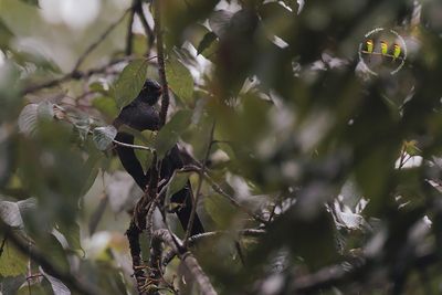 Gray-Winged Blackbird