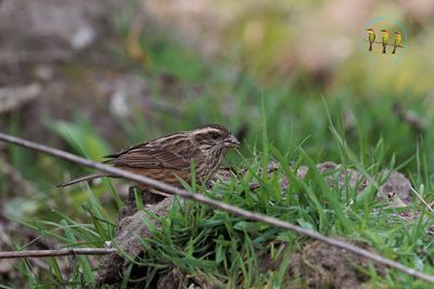 Himalayan Beautiful Rosefinch