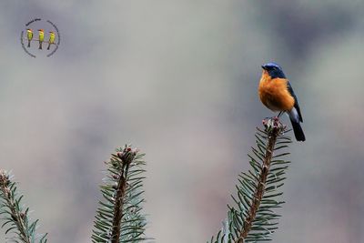 Rufous-breasted Bush-Robin