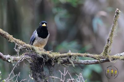 Yellow-billed Blue-Magpie