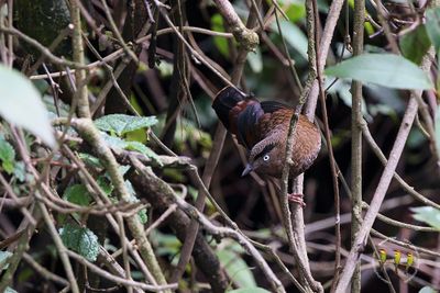 Blue-winged Laughingthrush