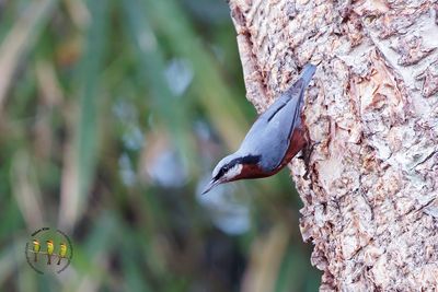 Chestnut-bellied Nuthatch
