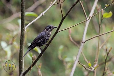 Chestnut-bellied Rock Thrush