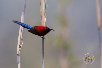 MRS Gould'S Sunbird