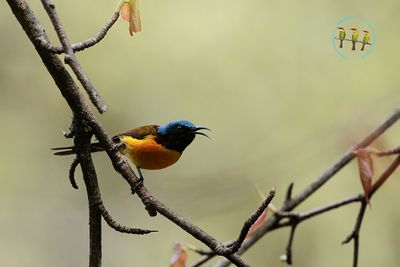 Green-tailed Sunbird