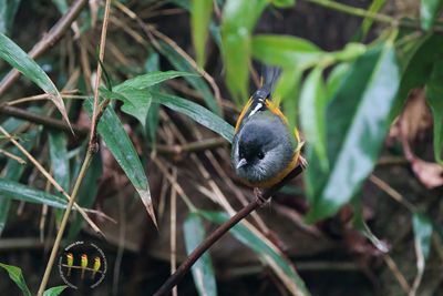 Golden-breasted Fulvetta